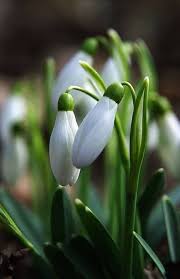 White Galanthus Flower Seeds for Planting – Heirloom, Non-GMO, Garden Favorite Seeds
