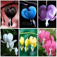 Heirloom Heart Flower Seeds for Planting | Non-GMO, High Germination, Organic Garden Seeds