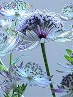 Masterwort Flower Seeds for Planting – Heirloom, Non-GMO, High Germination Organic Garden Seeds