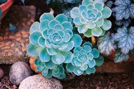 Blue Echeveria Derenbergii Seeds for Planting – Cottage Garden Essential, Heirloom, Non-GMO