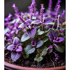 Persian Catmint Flower Seeds for Planting - Fragrant Blossoms, Heirloom, Non-GMO, High Germination Organic Garden Seeds
