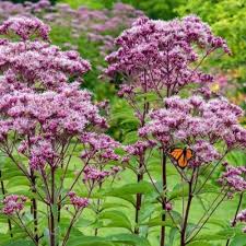 Joe Pye Flower Seeds for Planting – Shade Tolerant, Heirloom, Non-GMO, High Germination Garden Seeds
