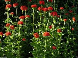 Maltese Cross Flower Seeds for Planting – Heirloom, Non-GMO, High Germination Organic Garden Seeds