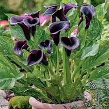 Black Calla Flower Seeds for Planting – Pollinator Friendly Heirloom, Non-GMO, High Germination Organic Garden Seeds