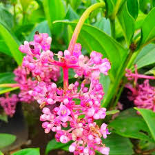 Medinilla Flower Seeds for Planting – Heirloom, Non-GMO, Compact Growth Organic Garden Seeds