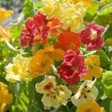 Kapuzinerkresse Flower Seeds for Planting – Long Bloom Season, Heirloom, Non-GMO & High Germination Seeds