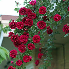 Red Climbing Rose Flower Seeds for Planting – Heirloom, Non-GMO, Shade-Tolerant Organic Garden Seeds