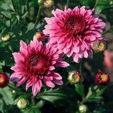 Deep Red White Chrysanthemum Flower Seeds for Planting – Heirloom, Non-GMO, Compact Growth Organic Garden Seeds