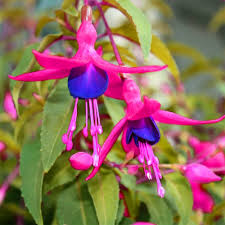 Fuchsia Blue Purple Flower Seeds for Planting – Heirloom, Non-GMO, High Germination Organic Garden Seeds, Perfect for Borders