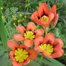 Orange Black Sparaxis Seeds for Planting – Cut Flower Favorite, Heirloom, Non-GMO Organic Garden Seeds