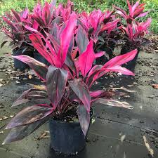 Cordyline Flower Seeds for Planting | Low Maintenance | Heirloom Non-GMO High Germination Seeds
