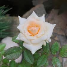 Orange White Rose Flower Seeds 100 pcs – Heirloom, Non-GMO, High Germination Organic Garden Seeds for Planting Roses