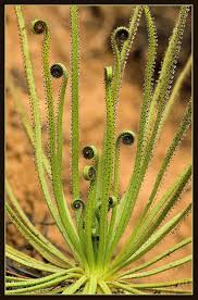 Drosophyllum Flower Seeds for Planting – Heirloom, Non-GMO, High Germination Organic Garden Seeds