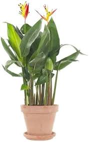 Heirloom Heliconia Wagneriana Flower Seeds for Planting – Low Maintenance, Non-GMO, High Germination Organic Garden Seeds