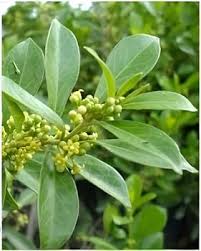 Gymnema Inodorum Flower Seeds for Planting – Fragrant Blossoms, Heirloom & Non-GMO Seeds