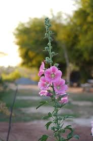 Light Pink Hollyhock Flower Seeds for Planting | Heirloom Non-GMO High Germination