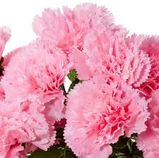 Pink Carnation Flower Seeds for Planting – Heirloom, Non-GMO, Garden Favorite Organic Garden Seeds