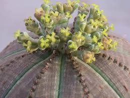 Heirloom Euphorbia Obesa Flower Seeds – Non-GMO, High Germination Organic Garden Seeds