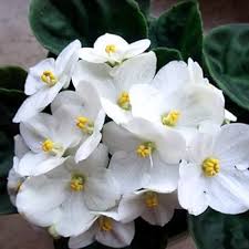 White African Violet Flower Seeds for Planting – Heirloom, Non-GMO, High Germination Organic Garden Seeds