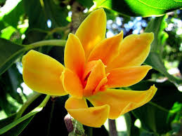 Champaca Flower Seeds – Heirloom, Non-GMO, Colorful Display