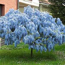 Pink Blue Wisteria Flower Seeds for Planting – Vibrant Colors, Heirloom, GMO Free Organic Garden Seeds