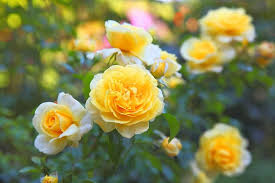 Pale Yellow Rose Flower Seeds for Planting – Heirloom, Non-GMO, High Germination Organic Garden Seeds