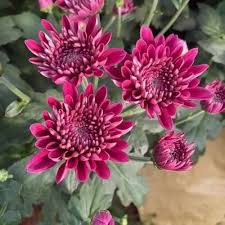 Deep Pink Chrysanthemum Flower Seeds for Planting – Heirloom Non-GMO High Germination Organic Garden Seeds
