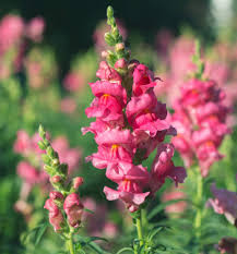 Snapdragon Flower Seeds for Planting – Colorful Display Heirloom Non-GMO Organic Garden Seeds