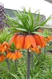 Imperial Crown Flower Seeds for Planting – Heirloom, Non-GMO, High Germination Organic Garden Seeds