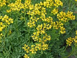 Ruta Flower Seeds for Planting – Premium Quality, Heirloom, Non-GMO & High Germination Organic Garden Seeds