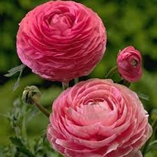 Pale Pink Ranunculus Flower Seeds for Planting – Premium Quality Heirloom Non-GMO Organic Garden Seeds