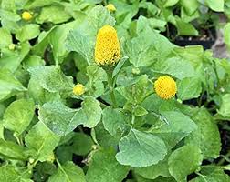 Spilanthes Oleracea Flower Seeds – Heirloom, Non-GMO, Sun Loving Organic Garden Seeds for Planting