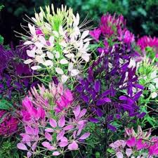 Heirloom Cleome Flower Seeds for Planting – Non-GMO, Pollinator Friendly, High Germination