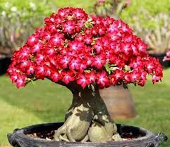 Red Rose Bonsai Flower Seeds for Planting – Heirloom, Non-GMO, Perfect for Borders Organic Garden Seeds