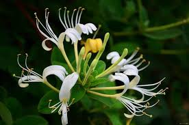 Lonicera Fragrantissima Flower Seeds for Planting – Wildflower Mix, Heirloom, Non-GMO, High Germination Seeds