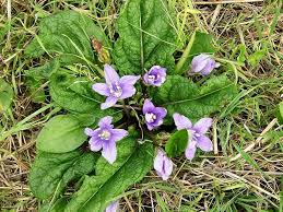 Mandrake Flower Seeds for Planting Heirloom Non-GMO High Germination Organic Garden Seeds