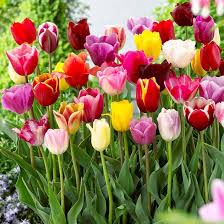 Darwin Hybrid Tulip Bulbs – Large, Perennial Tulips for Bold Spring Color