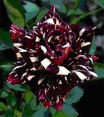 Black Dragon Rose Flower Seeds for Planting – Heirloom, Non-GMO, Bright Blooms Organic Garden Seeds