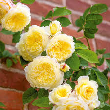 Flower Seeds, Seeds,Seeds For Planting,Plant Seeds
