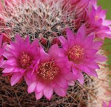 Mammillaria Flower Seeds for Planting – Heirloom Non-GMO High Germination Organic Garden Seeds