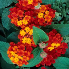 Heirloom Camara Flower Seeds for Planting – Garden Favorite, Non-GMO, High Germination Organic Garden Seeds