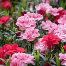 Mixed Dianthus Caryophyllus Flower Seeds for Planting  Heirloom, Non-GMO, High Germination