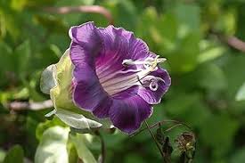 Heirloom Cobaea Scandens Flower Seeds for Planting – Low Maintenance, Non-GMO, High Germination