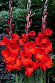 Red Purple Gladiolus Flower Seeds for Planting - Heirloom, Non-GMO, Drought Tolerant Garden Seeds