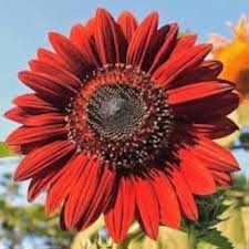 Red Sunflower Flower Seeds – Non-GMO, High Germination Heirloom Organic Garden Seeds