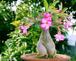 Heirloom Caudex Flower Seeds – Non-GMO, High Germination Organic Garden Seeds