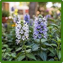 Hyssopus Flower Seeds for Planting – Heirloom, Non-GMO, High Germination Organic Garden Seeds