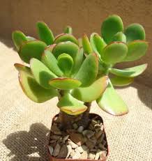 Crassula Flower Seeds for Planting – Heirloom, Non-GMO Fragrant Blossoms, High Germination Seeds