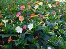 Heirloom Mirabilis Jalapa Flower Seeds for Planting – Easy to Grow, Non-GMO, High Germination Organic Garden Seeds