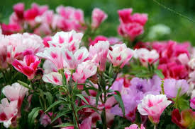 Heirloom Clarkia Flower Seeds for Planting – Non-GMO, High Germination Organic Garden Seeds